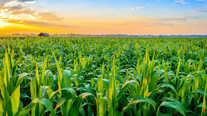 NVTI Diploma in Agriculture