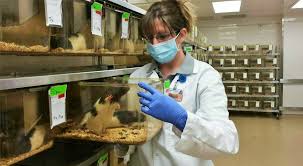 NVTI Diploma in Laboratory Techniques And Animal Care